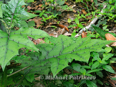 Coco Chat (Solanum stramoniifolium)